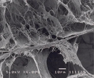 Collagen Dental Plug 10 × 20 mm